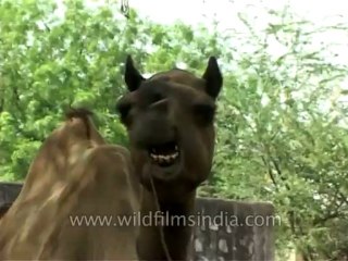 Fauna-Camel-Dvd-156-1