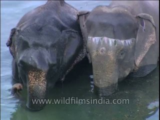 Fauna-Elephants-Dvd-212-2