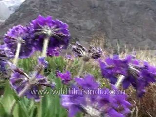 Flora-Wildflowers-Dvd-186-1