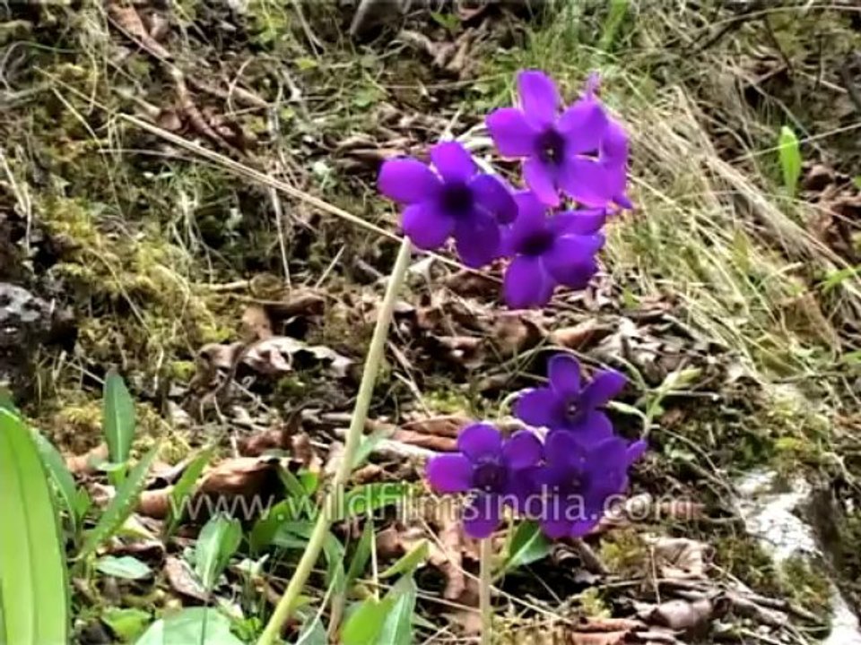 Flora-Wildflowers-Dvd-186-2