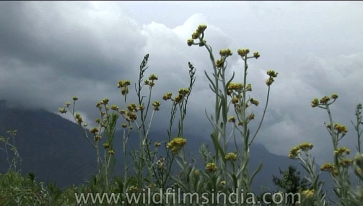 Flora-Wildflowers-Dvd-202-1