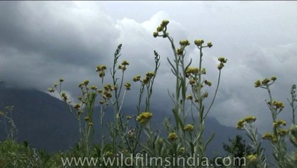 Flora-Wildflowers-Dvd-202-1