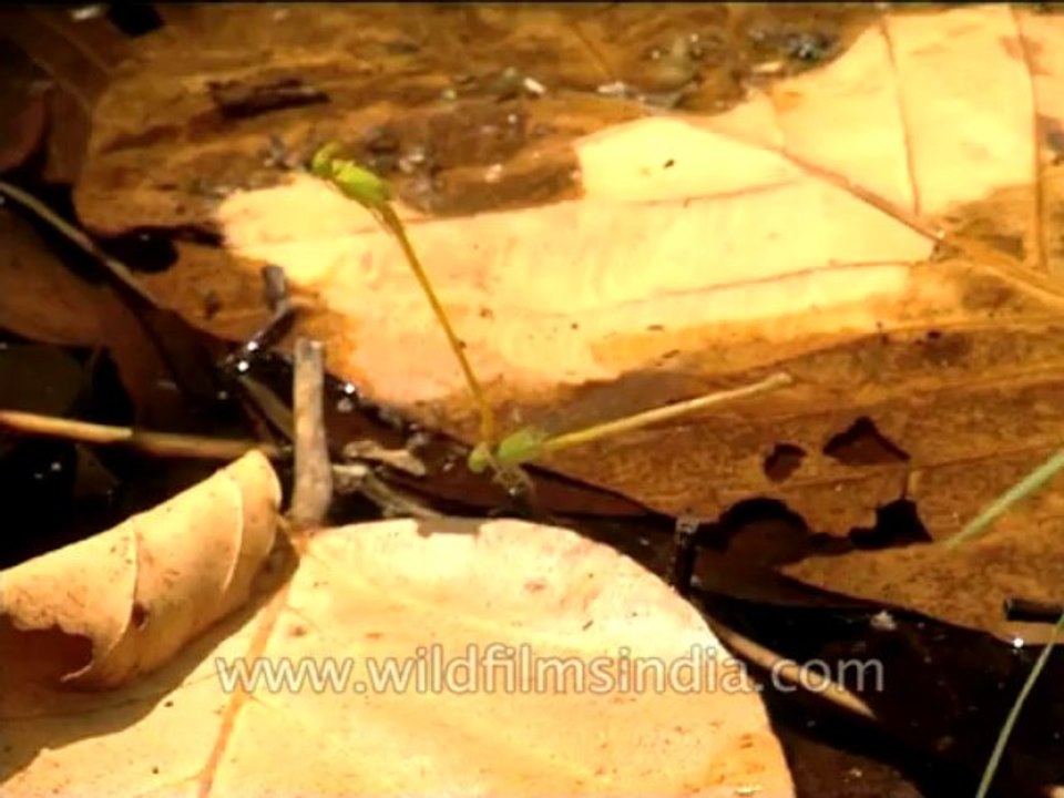 Insects-Dragonfly-Dvd-210-1