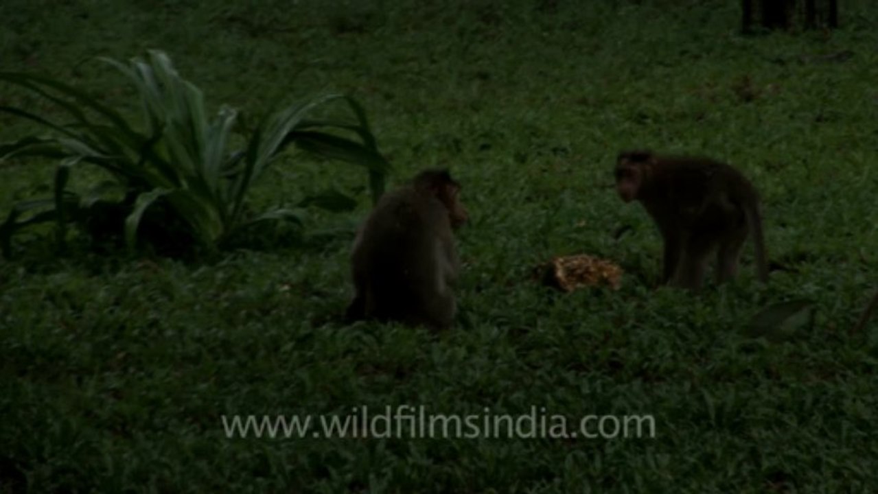 Jog falls-hdv-548-3-5