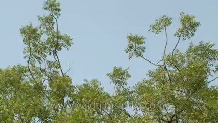 Neem tree-delhi-3