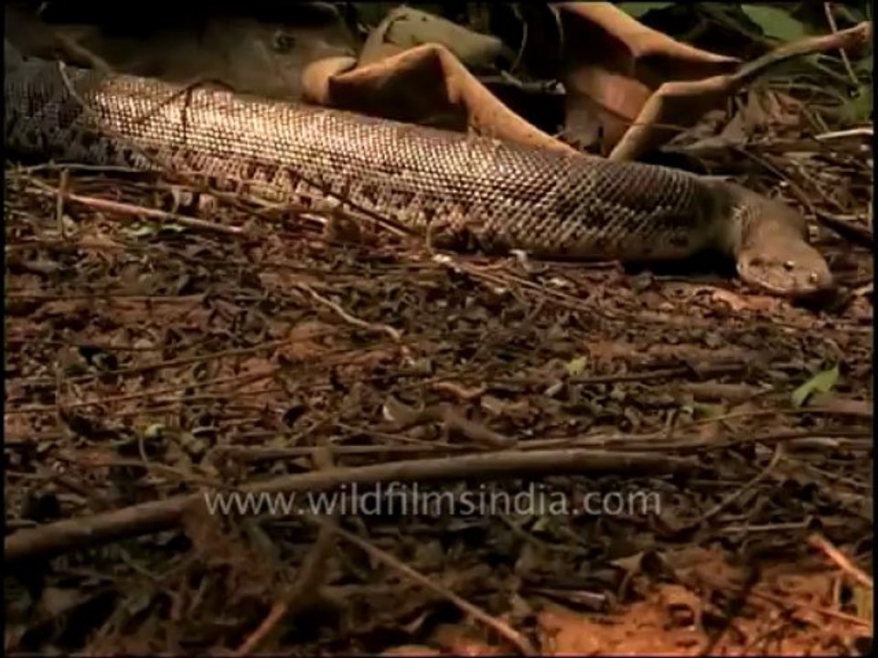 reptile-snake-dvd-236-29