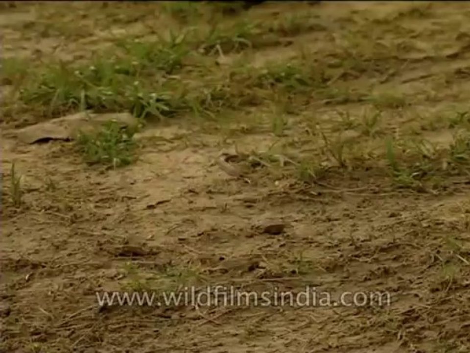 Reptiles-Snake-Dvd-210-3