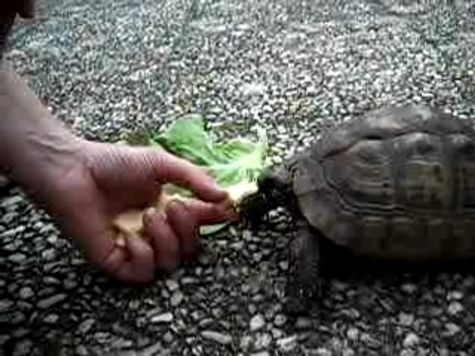 Tortue (3)