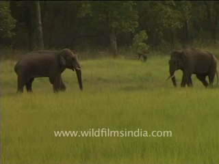 Elephants fighting-1