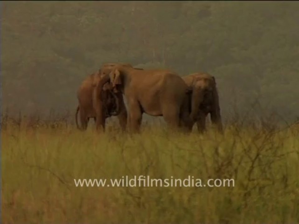 Elephants fighting-2