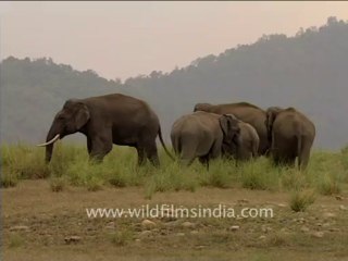 Elephants fighting-4