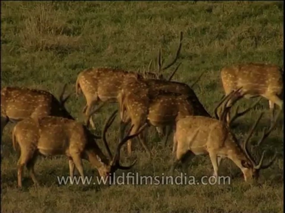 Wildlife-Cheetal-Dvd-210-2