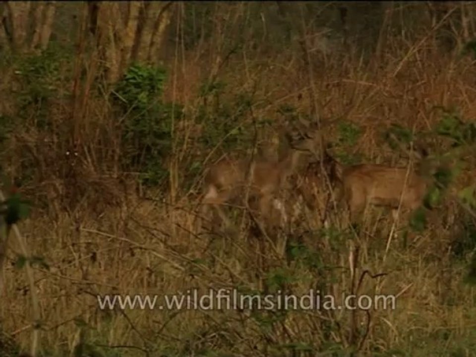 Wildlife-Cheetal-Dvd-212-1