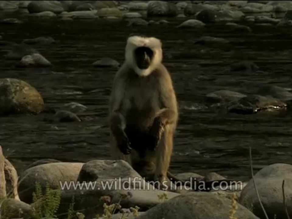 Wildlife-Langur-Dvd-210-1