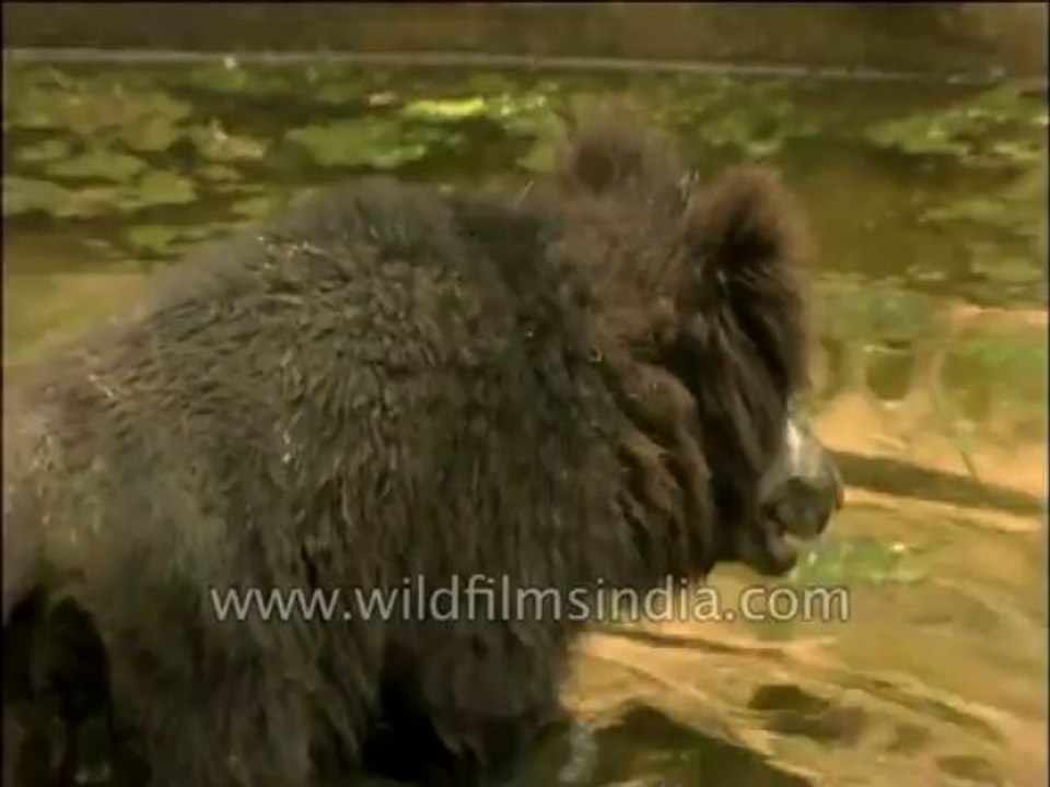 Wildlife-Slothbear-Dvd-202-4