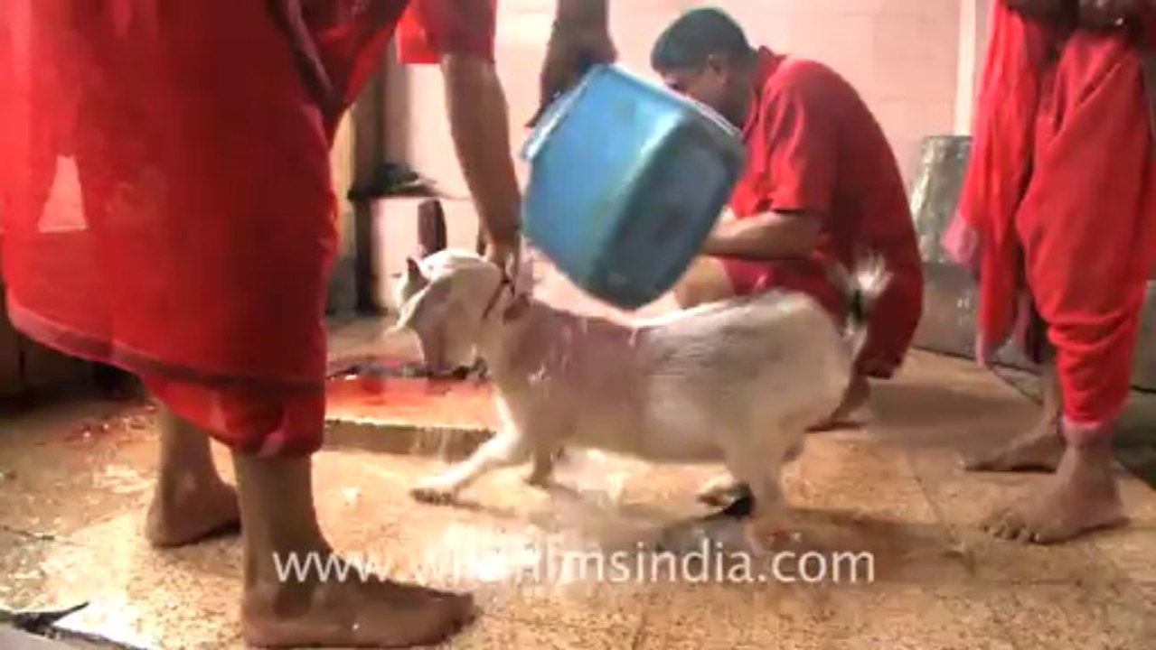 Assam-45