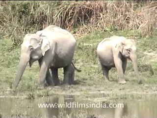 assam-kaziranga-mdv-893-2