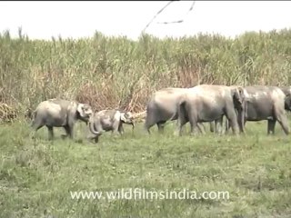 assam-kaziranga-mdv-893-4