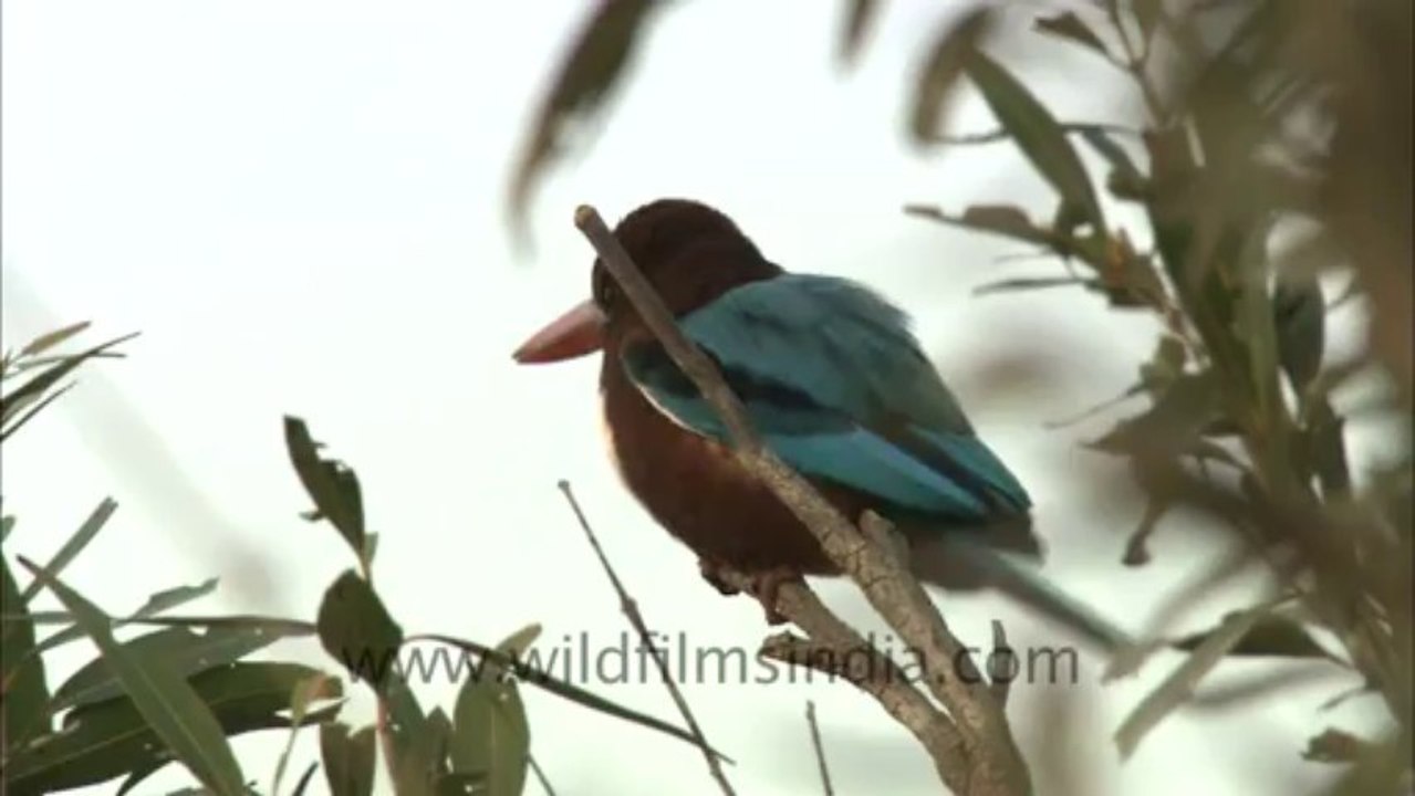 Bandhavgarh-HDCAM-4