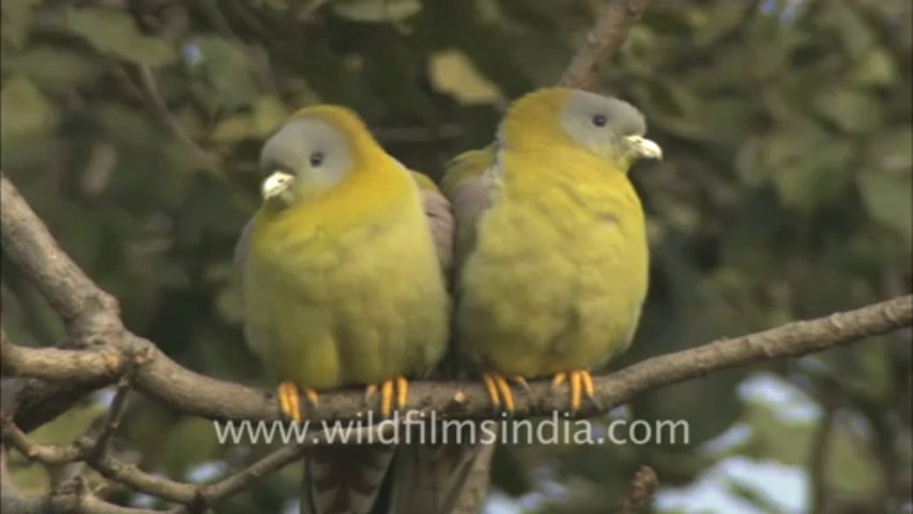 Bandhavgarh-HDCAM-5