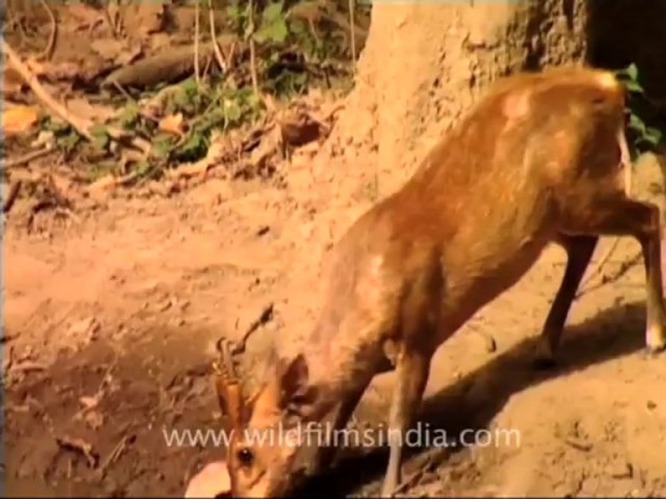 barking deer