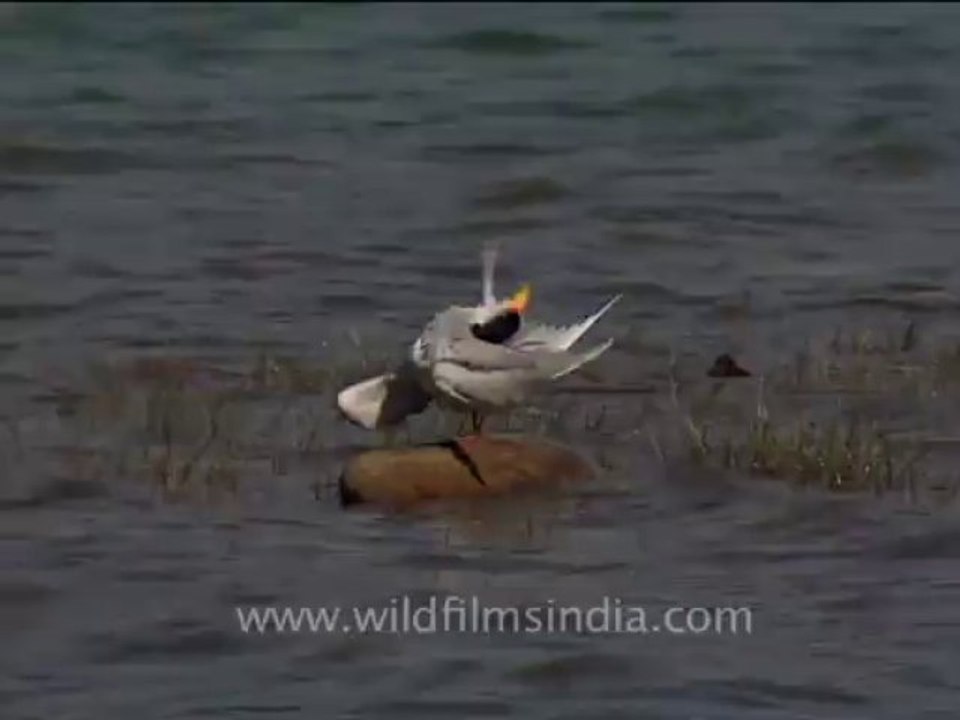 bird in corbett-2
