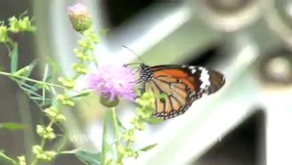 Butterfly-hdv-198-1