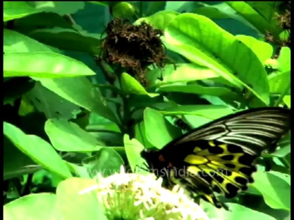 Butterfly-ntsc