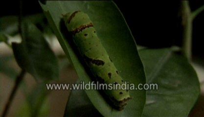 Caterpillars-MPEG-4 800Kbps