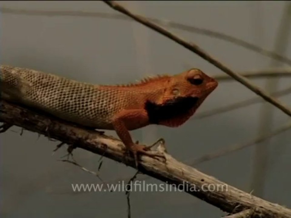 chameleon