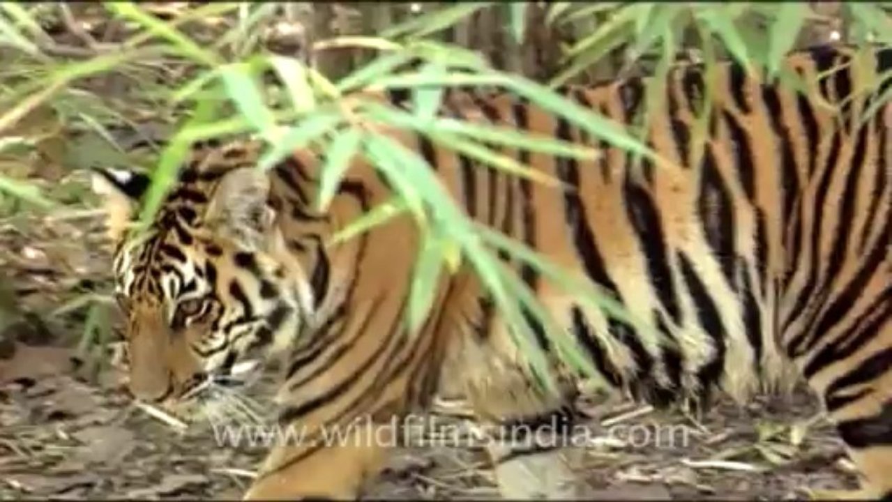 Corbett national park