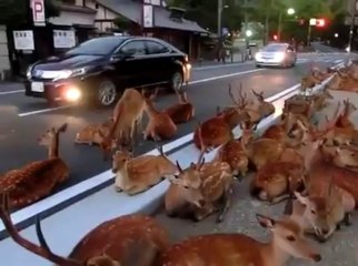 Plein de bambi en pleine rue au japon - Trop mignon!
