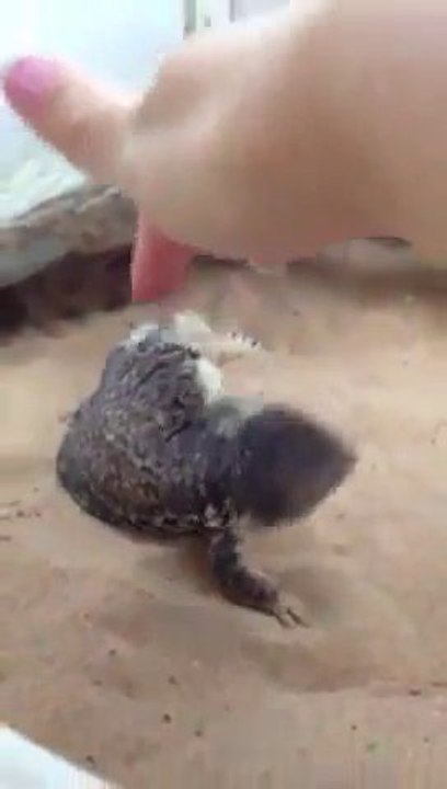 Ce gros lézard se laisse caresser.