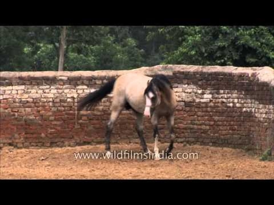 Horse in a stud farm