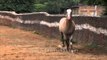 Horse running in the fields of Nakul Stud Farm in Gurgaon