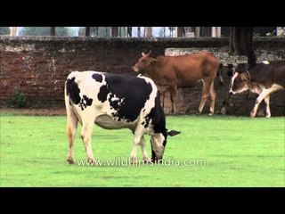 Cattle Feeding in Stud farm
