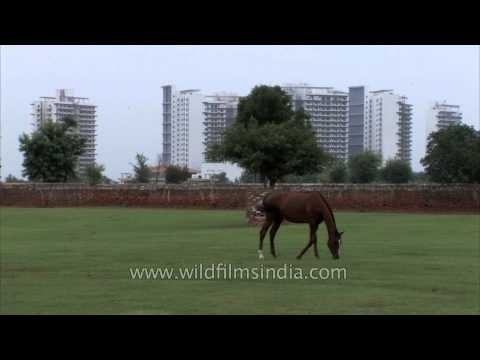 Horse feeding in Nakul's Stud farm
