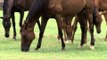 Horses grazing in a monsoon field