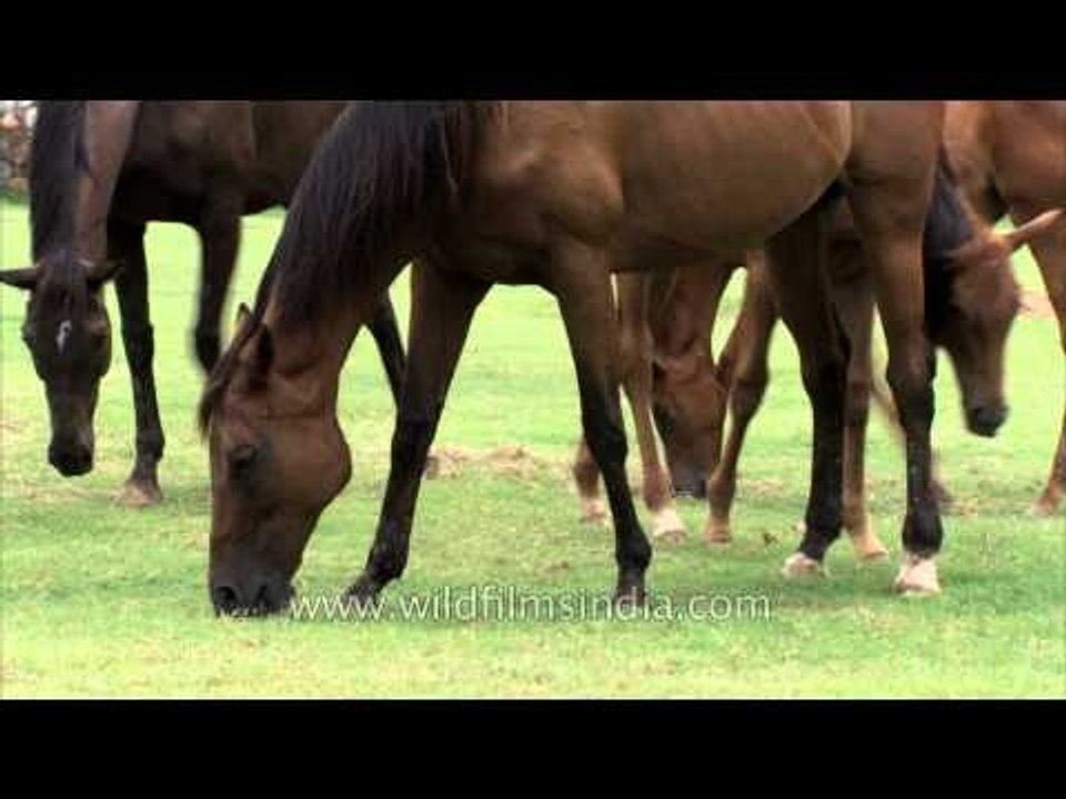 Horses grazing in a monsoon field