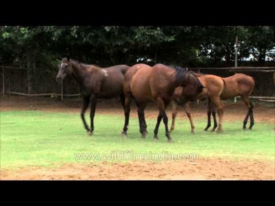 Herd of brown horses on the green grass field
