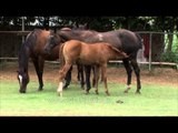 Young horse sucking milk from udder of mare