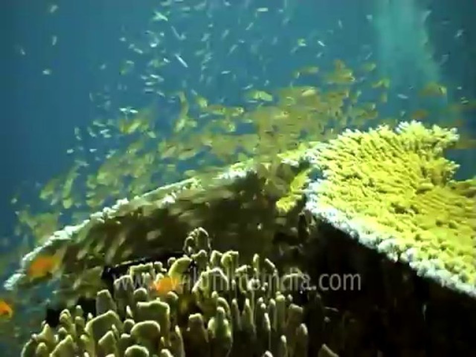 under water-scuba divers 3