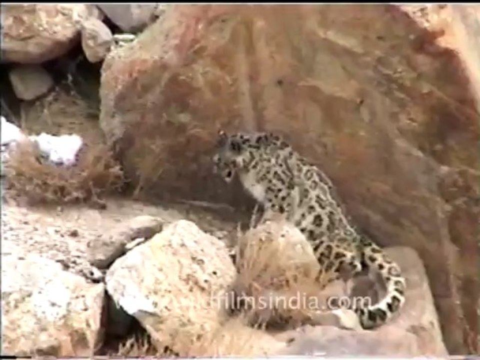 Snow leopard