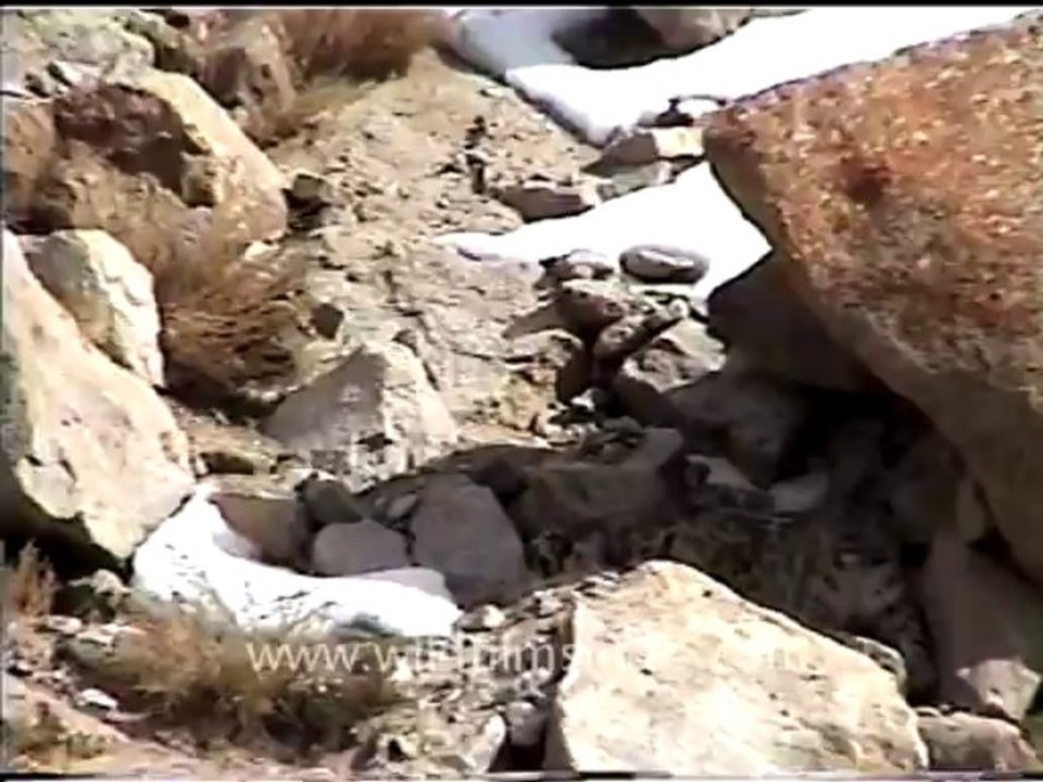 Snow leopard 3