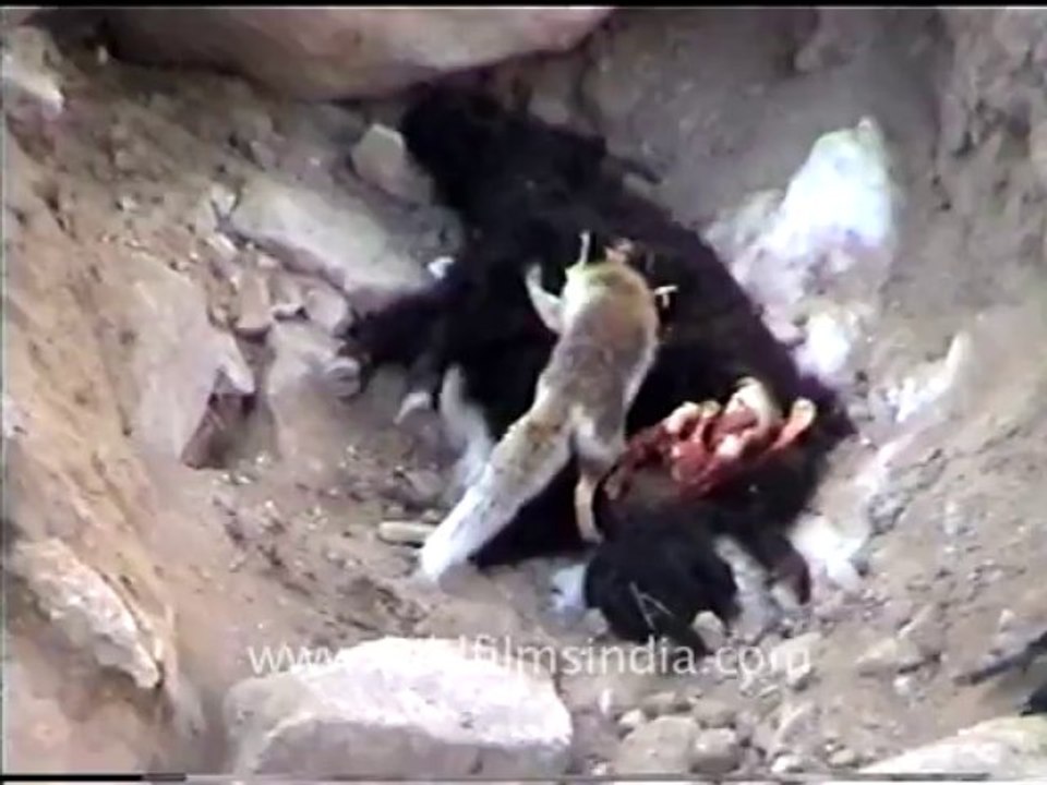 Snow leopard- fox eating yak