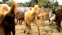 Sonepur goats sells-1