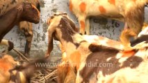 Sonepur goats sells-2