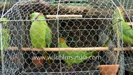 Sonepur-birds on sell