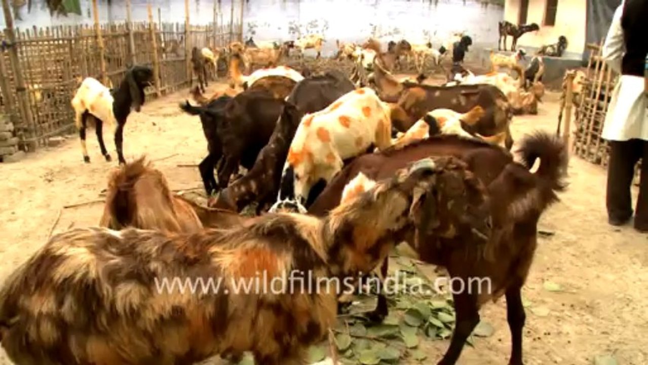Sonepur-goats