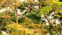 Thailand-Animals-Birds-3